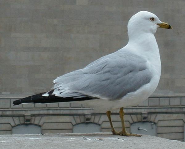 Photo of Larus delawarensis by Mike  Edley